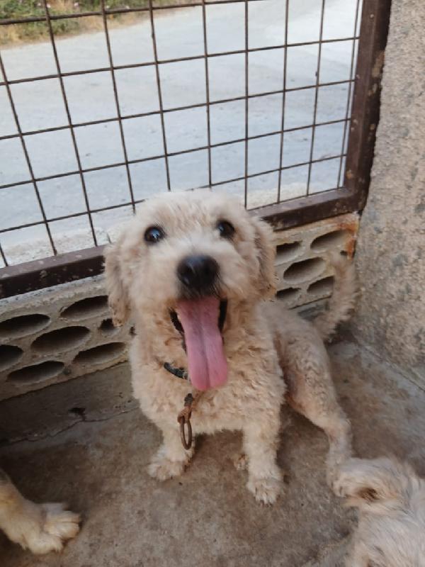 Lola, una piccola maltese Foto 4